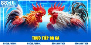 32-truc-tiep-da-ga