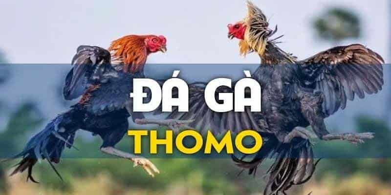 Những trận đá gà nổi tiếng tại Thomo